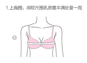 bra size