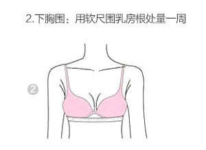 bra size